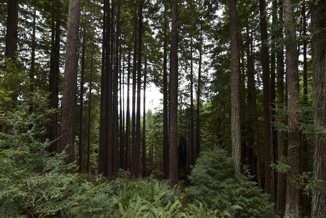 Serene Redwood Retreat Arcata Bagian luar foto