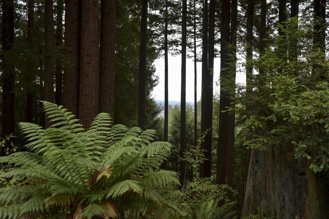 Serene Redwood Retreat Arcata Bagian luar foto